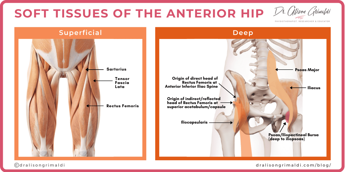 Soft tissue of the anterior hip_graphic
